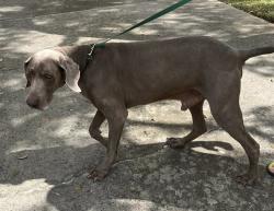 Found/Stray Male Dog last seen Twinpost and Sweetwood, San Antonio, TX 78254