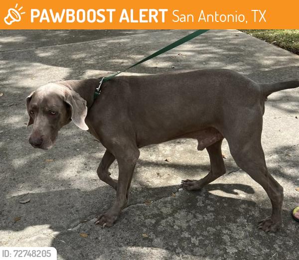 Found/Stray Male Dog last seen Twinpost and Sweetwood, San Antonio, TX 78254