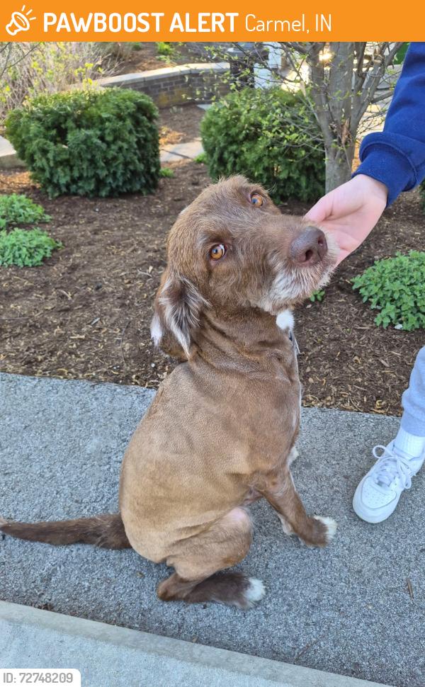 Found/Stray Male Dog last seen 116th St. and Gray Road Carmel IN, Carmel, IN 46033