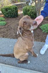 Found/Stray Male Dog last seen 116th St. and Gray Road Carmel IN, Carmel, IN 46033