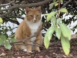 Found/Stray Unknown Cat last seen Interbay and Gandy, Tampa, FL 33611