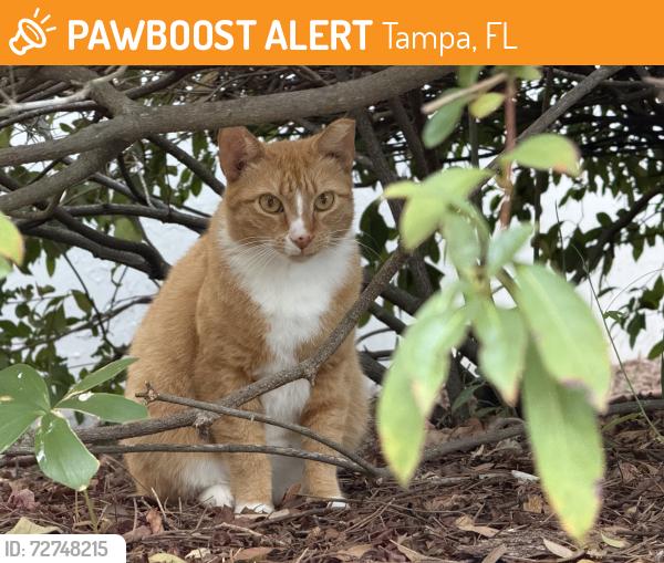 Found/Stray Unknown Cat last seen Interbay and Gandy, Tampa, FL 33611