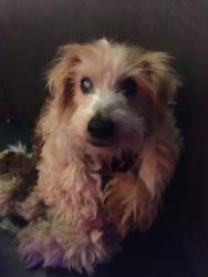 Lost Male Dog last seen Near south of La Costa Ave near Berri Brothers 7/11 gas station, Encinitas, CA 92024