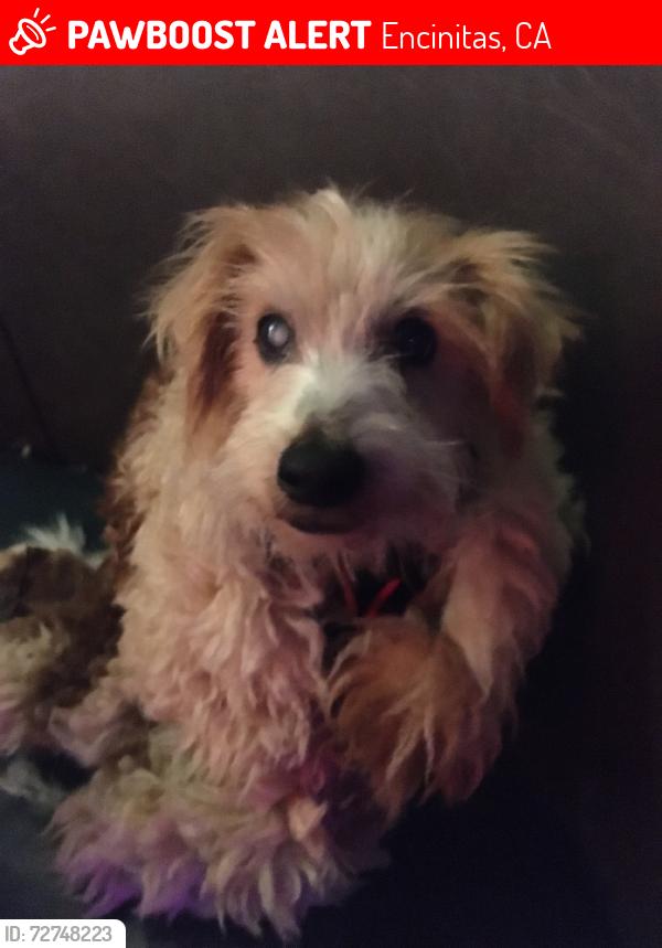 Lost Male Dog last seen Near south of La Costa Ave near Berri Brothers 7/11 gas station, Encinitas, CA 92024