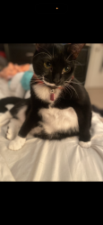 Lost Female Cat last seen 82nd st Vero Beach, Vero Beach, FL 32961