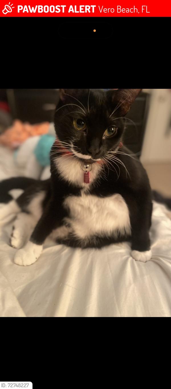 Lost Female Cat last seen 82nd st Vero Beach, Vero Beach, FL 32961