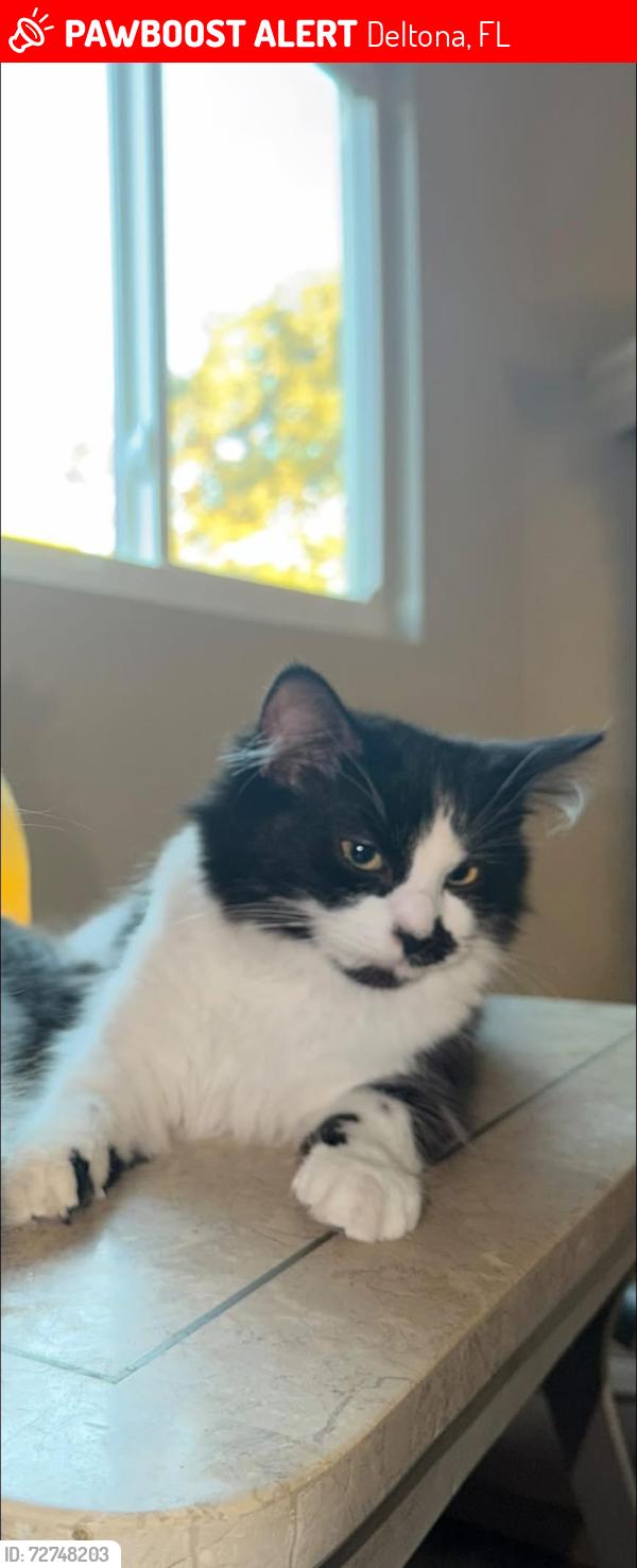 Lost Female Cat last seen Westline Ave & Fifth Ave, Deltona, FL 32725
