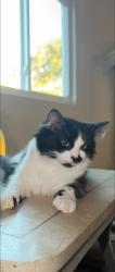 Lost Female Cat last seen Westline Ave & Fifth Ave, Deltona, FL 32725