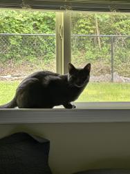 Lost Male Cat last seen Fairmount and Umbarger., Signal Mountain, TN 37377