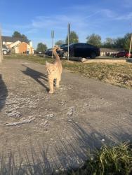 Found/Stray Male Cat last seen Behind Norman North, Norman, OK 73069