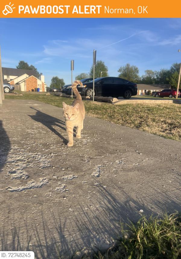 Found/Stray Male Cat last seen Behind Norman North, Norman, OK 73069