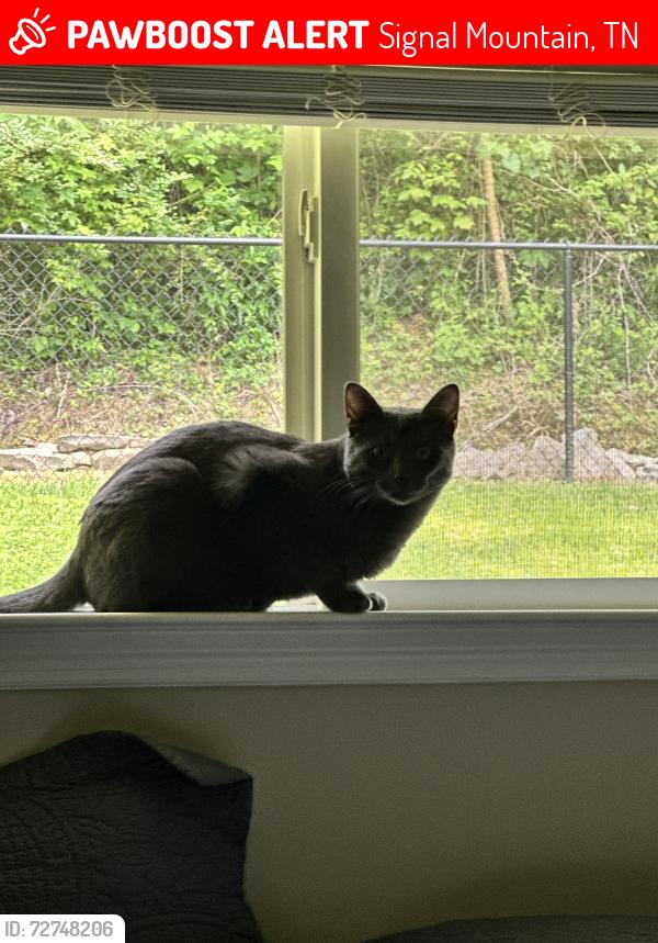 Lost Male Cat last seen Fairmount and Umbarger., Signal Mountain, TN 37377