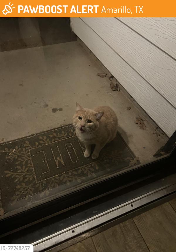 Found/Stray Male Cat last seen South Georgia Elementary, Amarillo, TX 79110
