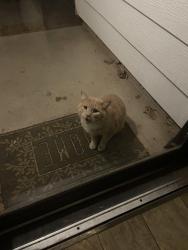 Found/Stray Male Cat last seen South Georgia Elementary, Amarillo, TX 79110
