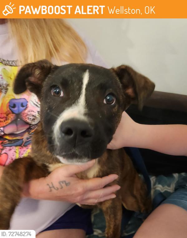 Found/Stray Female Dog last seen Wellston oklahoma, Wellston, OK 74881
