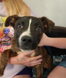 Found/Stray Female Dog last seen Wellston oklahoma, Wellston, OK 74881