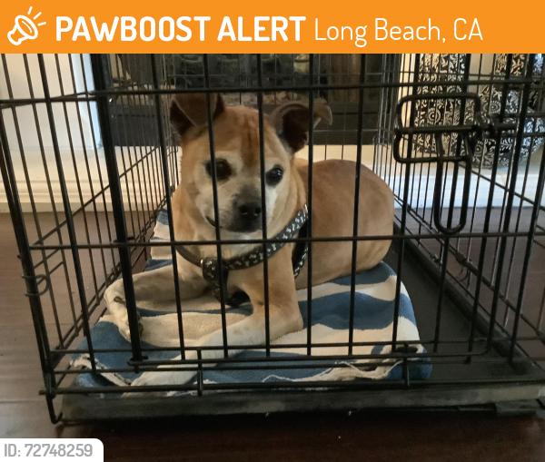 Found/Stray Male Dog last seen 28th and Maine long Beach CA USA, Long Beach, CA 90806
