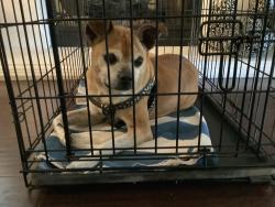 Found/Stray Male Dog last seen 28th and Maine long Beach CA USA, Long Beach, CA 90806