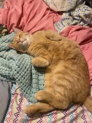 Lost Male Cat last seen Baker Rd Hope MI , Hope, MI 48628