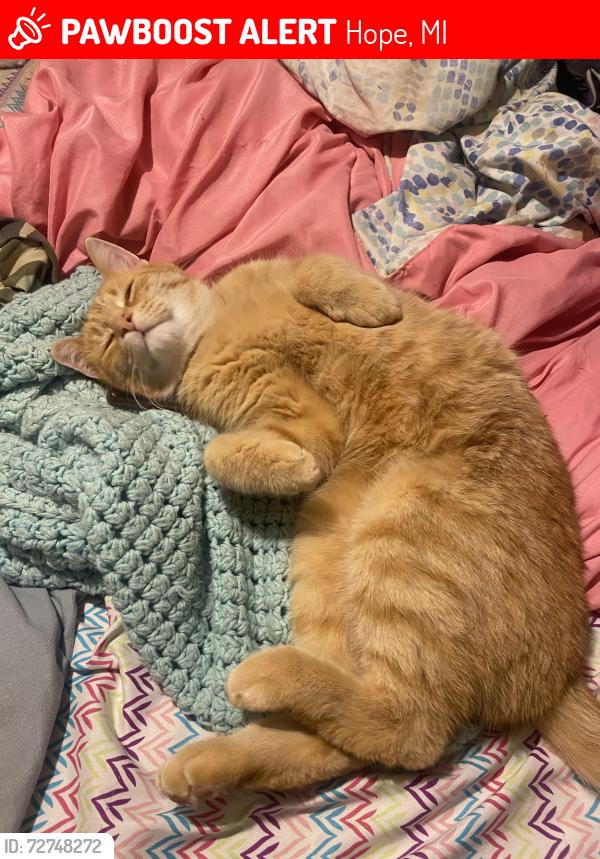 Lost Male Cat last seen Baker Rd Hope MI , Hope, MI 48628