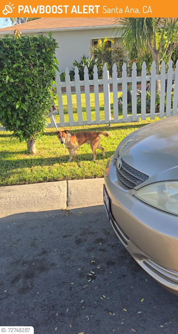 Found/Stray Male Dog last seen Santa ana, Santa Ana, CA 92706