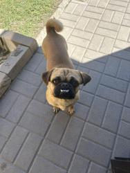 Found/Stray Female Dog last seen Near Bernard St, Bakersfield, CA 93306