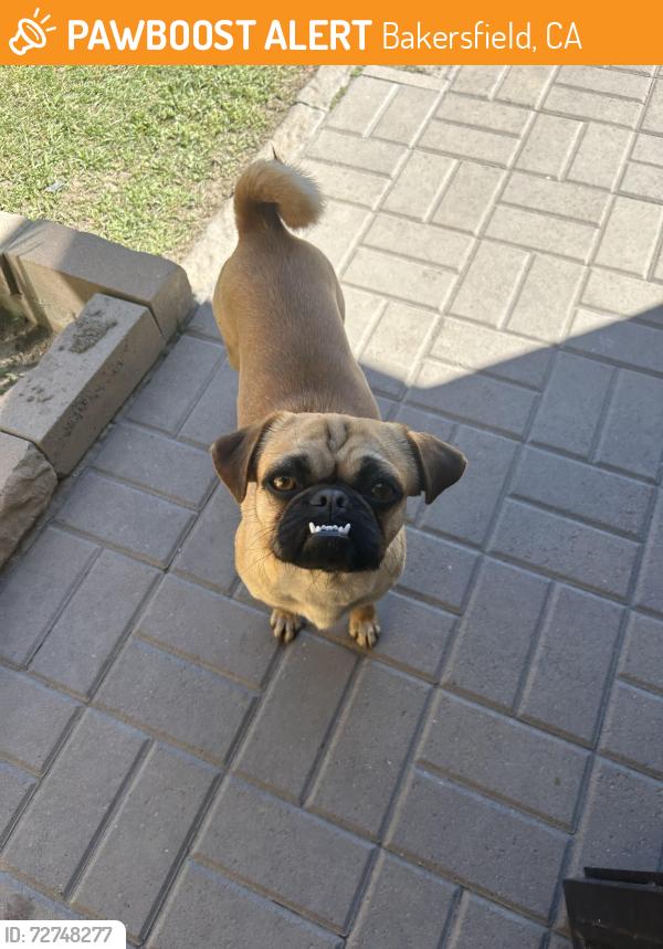 Found/Stray Female Dog last seen Near Bernard St, Bakersfield, CA 93306