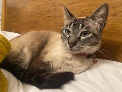 Lost Male Cat last seen Between D and E street in Union city, Union City, CA 94587