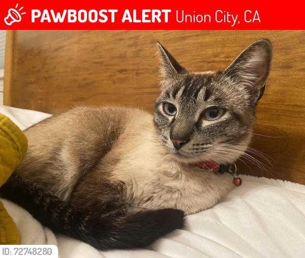 Lost Male Cat last seen Between D and E street in Union city, Union City, CA 94587