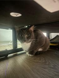 Lost Female Cat last seen Around the apmt complex she was last seen , Winter Springs, FL 32708