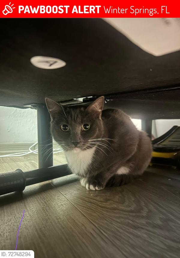 Lost Female Cat last seen Around the apmt complex she was last seen , Winter Springs, FL 32708