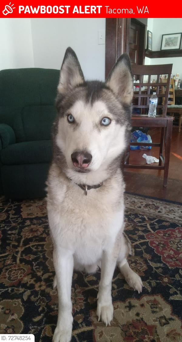 Lost Male Dog last seen 8th st and stevens , Tacoma, WA 98416