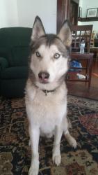 Lost Male Dog last seen 8th st and stevens , Tacoma, WA 98416