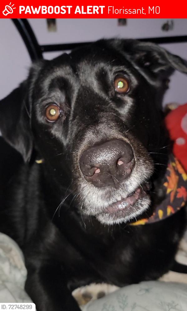 Lost Male Dog last seen Near Newbury Crossing, Florissant, MO 63031