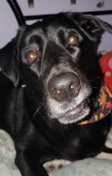 Lost Male Dog last seen Near Newbury Crossing, Florissant, MO 63031