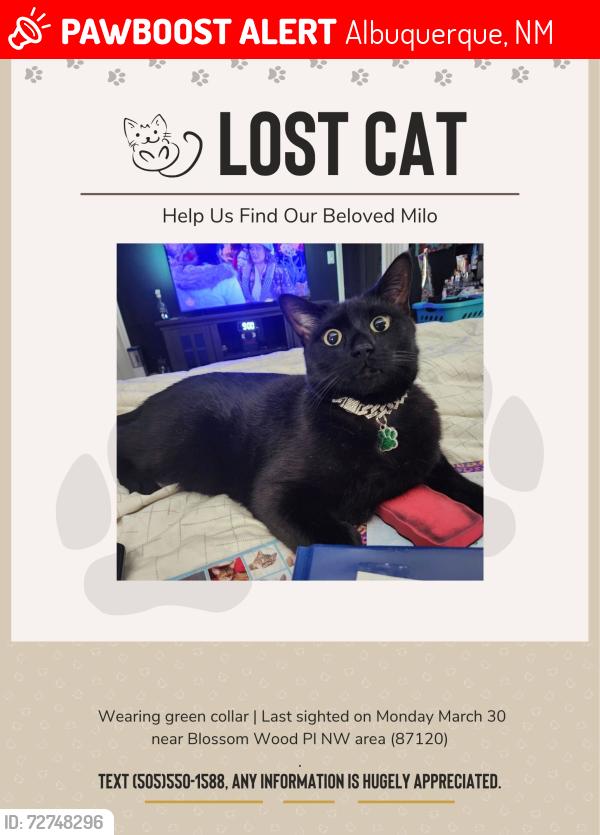 Lost Male Cat last seen Unser and Ladera, Albuquerque, NM 87120