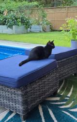 Lost Male Cat last seen Near bon sher drive , Tannersville, PA 18372