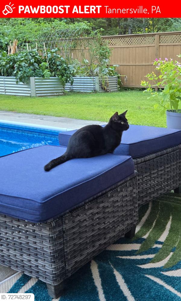 Lost Male Cat last seen Near bon sher drive , Tannersville, PA 18372