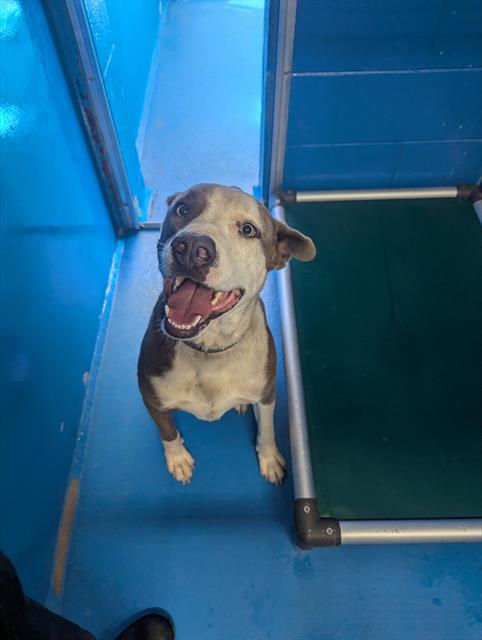 Shelter Stray Male Dog last seen MARTIN LUTHER KING BAKERSFIELD, Bakersfield, CA 93307