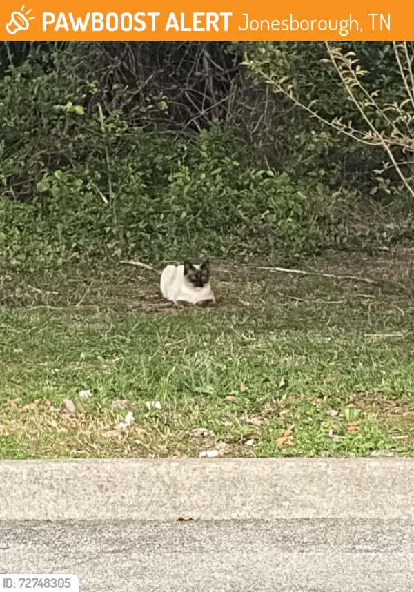 Found/Stray Unknown Cat last seen Jonesborough Food City , Jonesborough, TN 37659