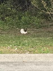 Found/Stray Unknown Cat last seen Jonesborough Food City , Jonesborough, TN 37659