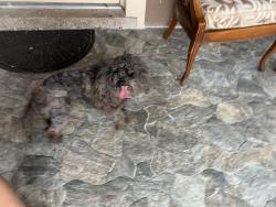 Found/Stray Female Dog last seen Near NW 35th Terr , Fort Lauderdale, FL 33312