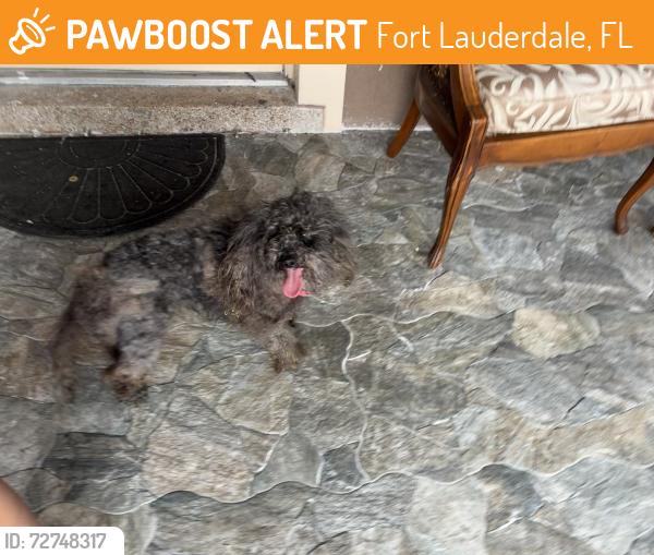 Found/Stray Female Dog last seen Near NW 35th Terr , Fort Lauderdale, FL 33312