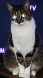 Lost Female Cat last seen Willowood and Dogwood Cir, High Point, NC 27265