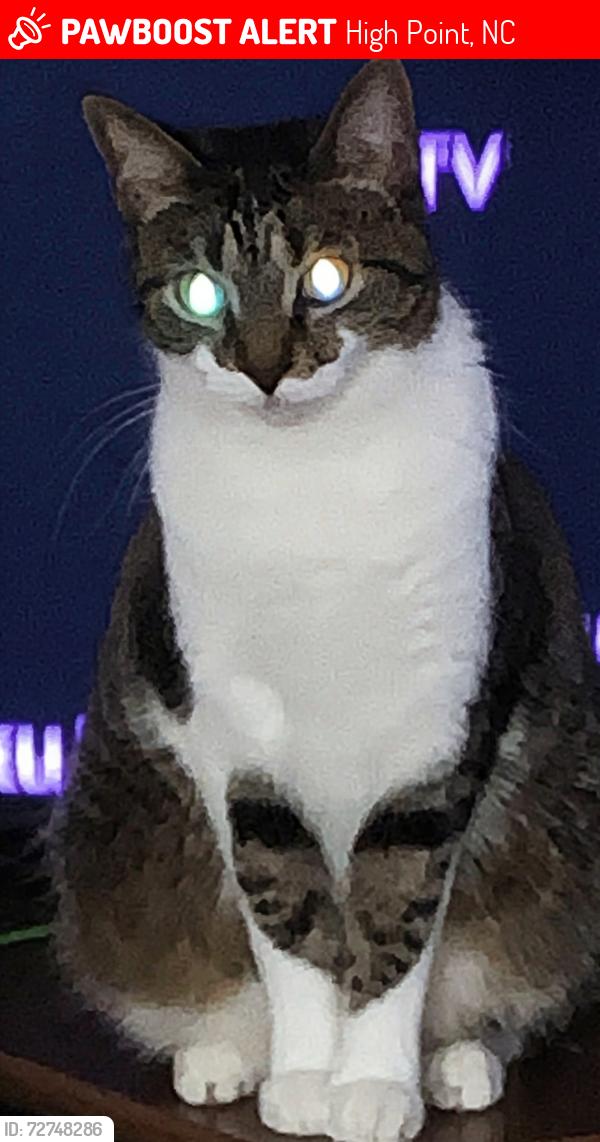 Lost Female Cat last seen Willowood and Dogwood Cir, High Point, NC 27265