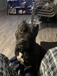 Lost Male Dog last seen Near west Villaret and zazamora, San Antonio, TX 78224