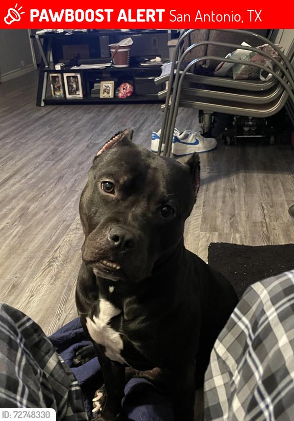 Lost Male Dog last seen Near west Villaret and zazamora, San Antonio, TX 78224