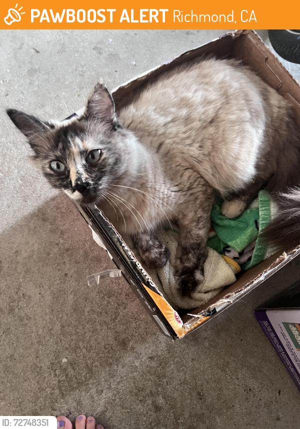 Found/Stray Female Cat last seen Painted Pony Road, Richmond, CA 94808