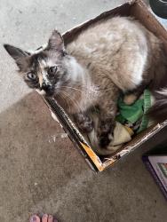 Found/Stray Female Cat last seen Painted Pony Road, Richmond, CA 94808