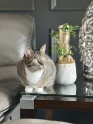 Lost Female Cat last seen Woodbury 1, Miami, FL 33175
